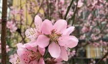 樱花最新爆料更新版本,版本更新揭秘，全新玩法等你来体验！